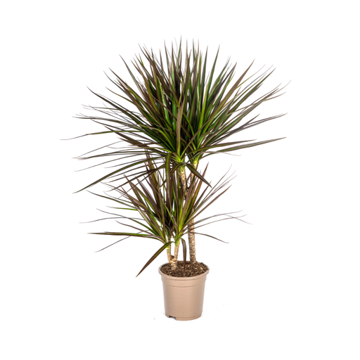 "Dracaena Marginata Magenta Ø17cm - ↕50 - 70cm image"