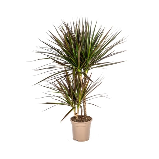 "Drachenbaum 'Magenta' (Dracaena marginata) – pflegeleichte Zimmerpflanze, Topf-Ø 17 cm, Höhe ca. 50–70 cm image"