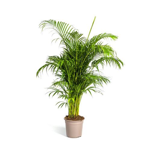 "Goldfruchtpalme (Dypsis arenarum) – pflegeleichte Zimmerpflanze, Topf-Ø 27 cm, Höhe ca. 27 cm image"