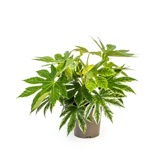 "Fatsia Japonica Spider's Web Ø19cm - ↕40 - 50cm image"