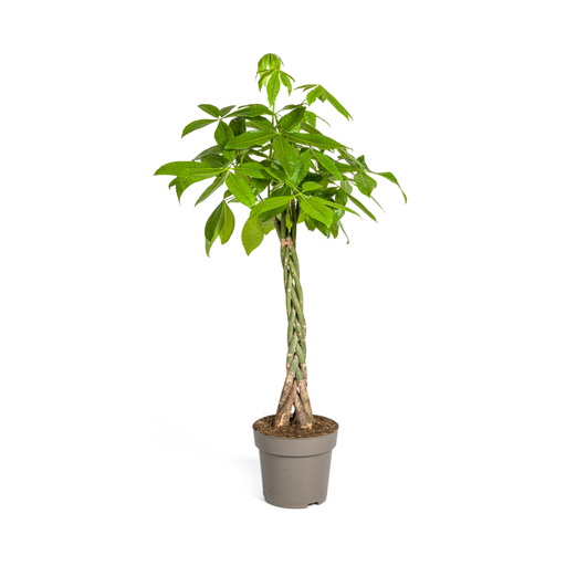 "Pachira Aquatica Ø27cm - ↕130 - 150cm image"