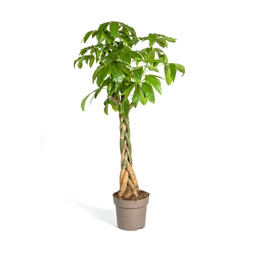 "Pachira Aquatica Ø30cm - ↕160 - 180cm image"