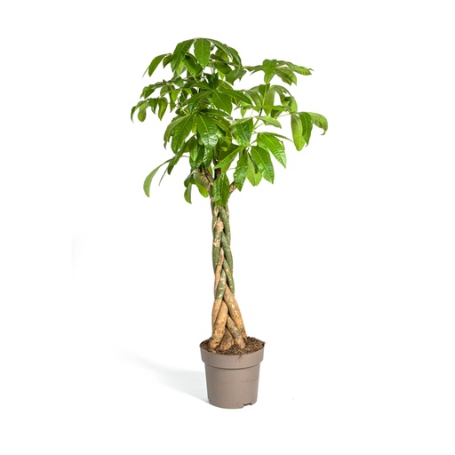 "Glückskastanie (Pachira aquatica) – immergrüner Zimmerbaum, Topf-Ø 30 cm, Höhe ca. 160–180 cm image"