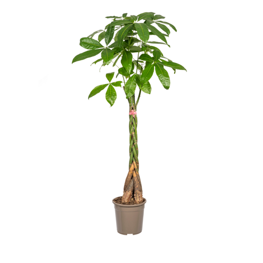 "Pachira Aquatica Ø24cm - ↕120 - 140cm image"