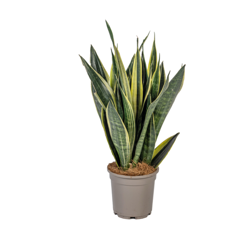 "Sansevieria Trifasciata Canary Ø17cm - ↕45 - 55cm image"