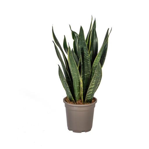 "Sansevieria Trifasciata Futura Schwarz Ø17cm - ↕45 - 55cm image"