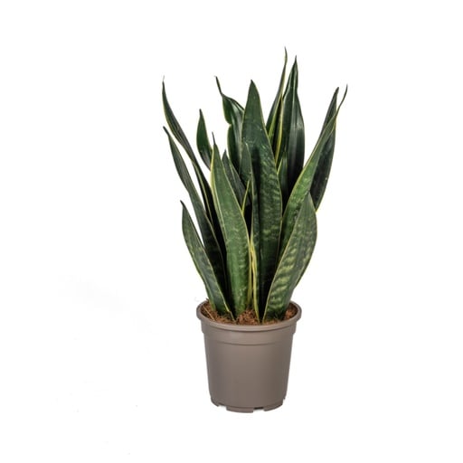 "Bogenhanf 'Futura Black' (Sansevieria trifasciata) – pflegeleichte Zimmerpflanze, Topf-Ø 17 cm, Höhe ca. 45–55 cm image"