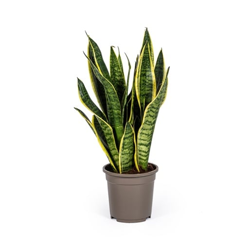 "Bogenhanf 'Futura Superba' (Sansevieria trifasciata) – pflegeleichte Zimmerpflanze, Topf-Ø 17 cm, Höhe ca. 45–55 cm image"