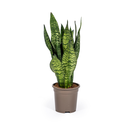 Sansevieria Trifasciata Zeylanica Compacta Ø17cm - ↕55 - 65cm