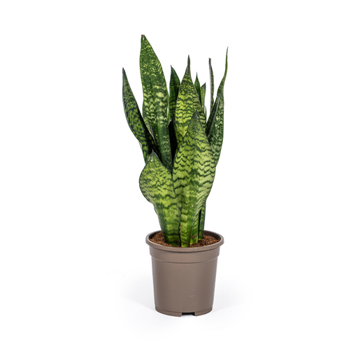 "Sansevieria Trifasciata Zeylanica Compacta Ø17cm - ↕55 - 65cm image"