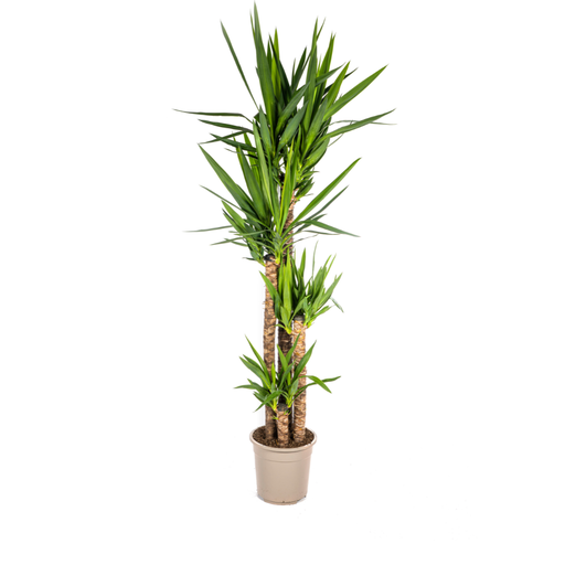 "Riesen-Palmlilie (Yucca elephantipes) – pflegeleichte Zimmerpflanze, Topf-Ø 27 cm, Höhe ca. 27 cm image"