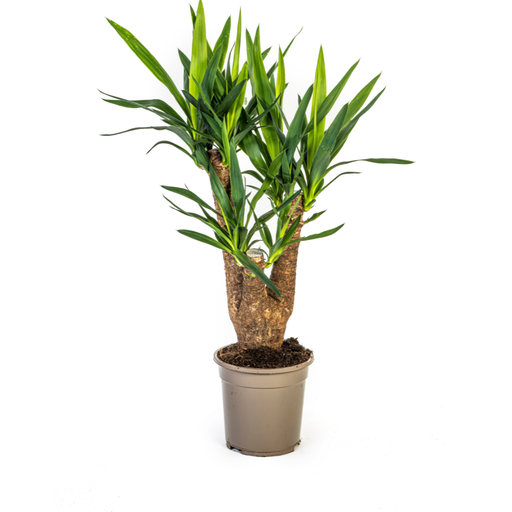 "Yucca Elephantipes Verzweigt Ø21cm - ↕60 - 70cm image"