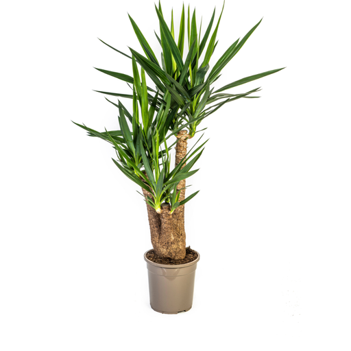 "Palmlilie (Yucca elephantipes) – pflegeleichte Zimmerpflanze, Topf-Ø 24 cm, Höhe ca. 24 cm image"