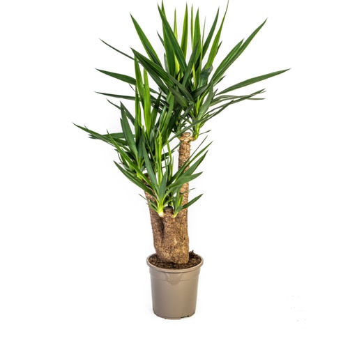 "Riesen-Palmlilie (Yucca elephantipes) – pflegeleichte Zimmerpflanze, verzweigt, Topf-Ø 24 cm, Höhe ca. 80–100 cm image"