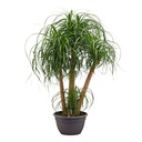 Beaucarnea mehrstämmig - 130 cm