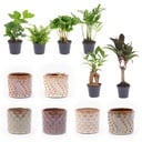 Mini-Pflanzen Set (Mini) – pflegeleichte Zimmerpflanze