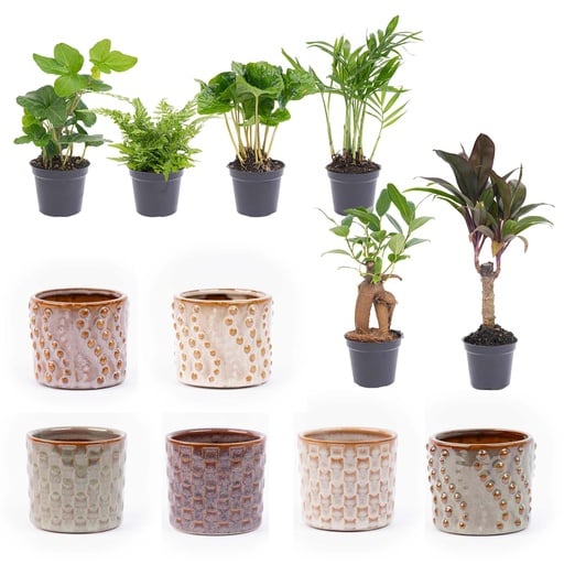 "Mini-Pflanzen Set (Mini) – pflegeleichte Zimmerpflanze image"