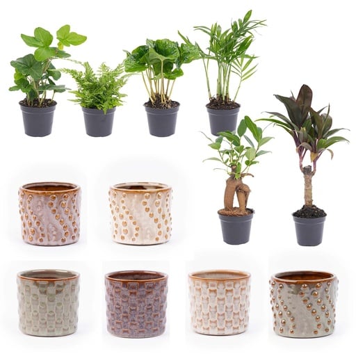 "Mini-Pflanzen Set (Mini) – pflegeleichte Zimmerpflanze image"