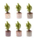 Mini-Weihnachtsbaum Set 6 - Inklusive Topf Set Madrid - Drahtbeleuchtung mit 20 LED-Lämpchen