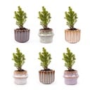 Mini Weihnachtsbaum Set 6 - Inklusive Topf Set Barcelona