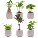 Mini Pflanzen Set 6 - Inklusive 6x Topf Joey grau matt