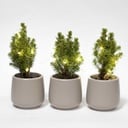 Mini Weihnachtsbaum Set 3 - Inklusive 3x Topf Joey grau + 20 led lights