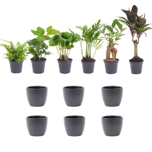 "Mini-Pflanzen Set (Mini) – pflegeleichte Zimmerpflanze image"