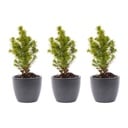 Mini-Weihnachtsbaum Set 6 - inklusive Boule Anthrazit Topf