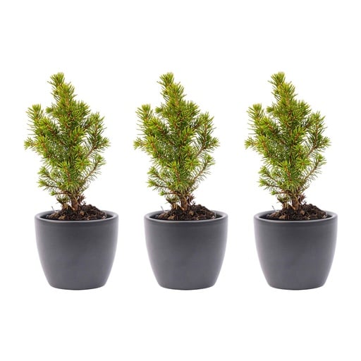 "Mini-Weihnachtsbaum Set 6 - inklusive Boule Anthrazit Topf image"