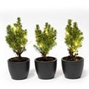 Mini-Weihnachtsbaum Set 3 - inklusive Boule Anthrazit Topf + 20 led lights