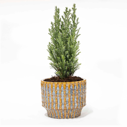 "Kerstboom 'Ellwoodii' + Topf Echo - 25 - 30 cm hoch image"
