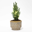 Kerstboom 'Ellwoodii' + Topf Echo + 20 Kerzenbeleuchtung - 25 - 30 cm hoch