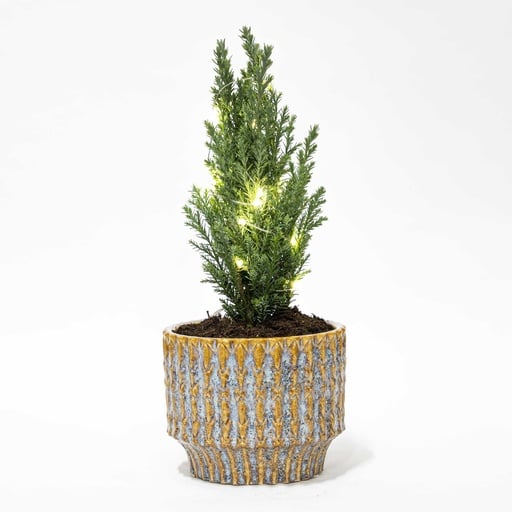 "Kerstboom 'Ellwoodii' + Topf Echo + 20 Kerzenbeleuchtung - 25 - 30 cm hoch image"