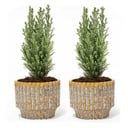 Set von 2 - Weihnachtsbaum 'Ellwoodii' + Topf Echo - 30 cm hoch