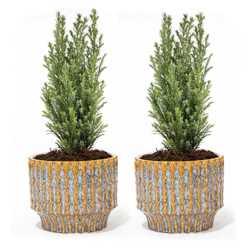 "Set von 2 - Weihnachtsbaum 'Ellwoodii' + Topf Echo - 30 cm hoch image"