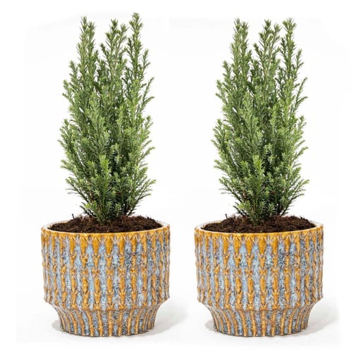"Lawsons Scheinzypresse 'Ellwoodii' 2er-Set (Chamaecyparis lawsoniana) – winterhartes Nadelgehölz, als Mini-Weihnachtsbaum, inkl. Topf „Echo“, Höhe ca. 30 cm image"