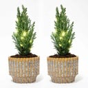 Set von 2 - Weihnachtsbaum 'Ellwoodii' + Topf Echo + 20 LED Lampen - 25 - 30 cm hoch
