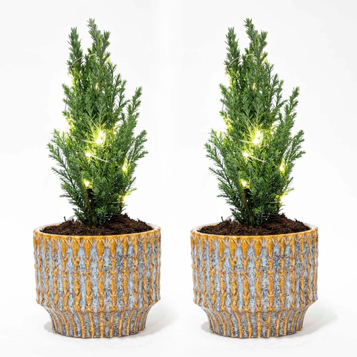 "Set von 2 - Weihnachtsbaum 'Ellwoodii' + Topf Echo + 20 LED Lampen - 25 - 30 cm hoch image"