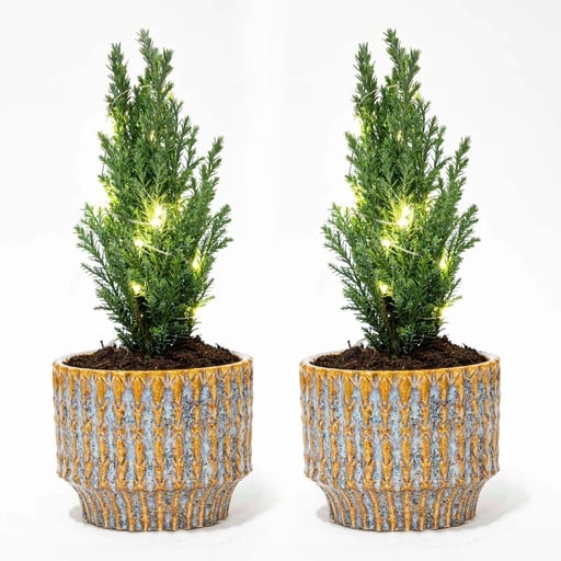 "Set von 2 - Weihnachtsbaum 'Ellwoodii' + Topf Echo + 20 LED Lampen - 25 - 30 cm hoch image"