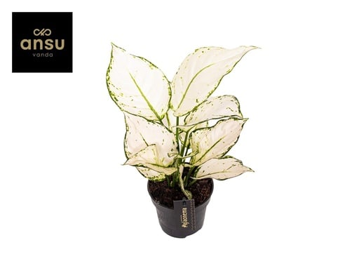 "Chinesisches Immergrün (Aglaonema commutatum) – pflegeleichte Zimmerpflanze, Topf-Ø 12 cm, Höhe ca. 35 cm image"