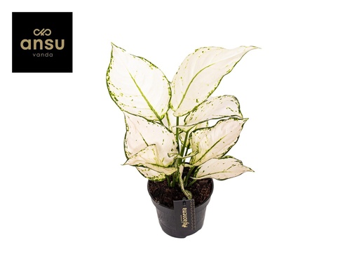"Kolbenfaden 'White Joy' (Aglaonema) – pflegeleichte Zimmerpflanze, Topf-Ø 12 cm, Höhe ca. 35 cm image"