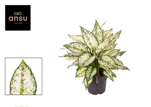 "Aglaonema White Kiwi - Ø19cm - ↕40cm image"