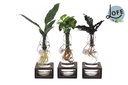 Intenz Mix in Ann Glas (weiße Kappe) + Naturel Single - 3 Stücke - Ø7cm - ↕25cm