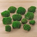 Lebendes Kissenmoos - Premium Frischmoos - 12 Stück (4 Beutel)