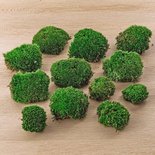 "Live Cushion Moss - Premium Fresh Moss - 12 pcs (4 bags) image"