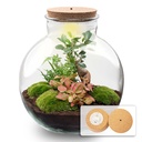 DIY Pflanzen-Terrarium mit Licht - Bolder Bob Bonsai - Ø 31 cm ↑ 30 cm