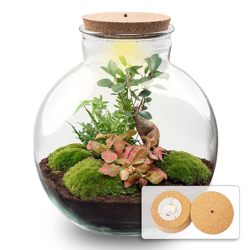 "DIY Pflanzen-Terrarium mit Licht - Bolder Bob Bonsai - Ø 31 cm ↑ 30 cm image"