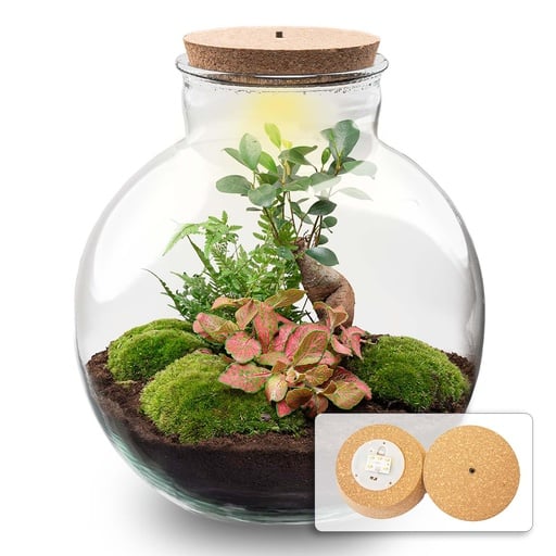 "DIY Pflanzen-Terrarium mit Licht - Bolder Bob Bonsai - Ø 31 cm ↑ 30 cm image"