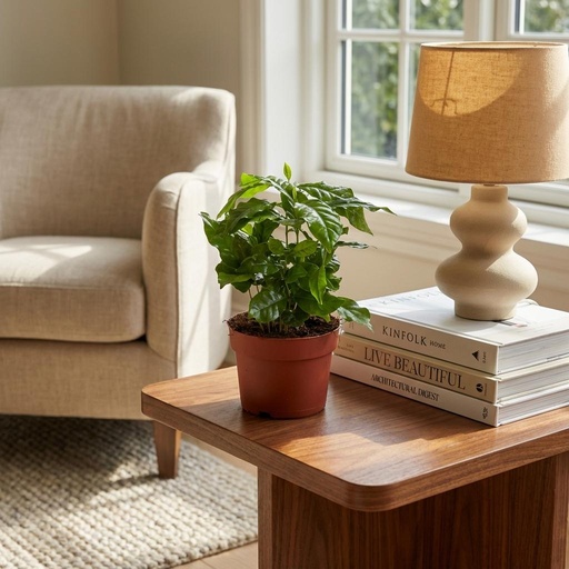 "Plante d'intérieur - Caféier - Coffea Arabica - Blanc - Entretien facile - 1 Plante - Pot 12cm - Hauteur 15 - 20cm image"