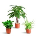 Tierfreundliche Plant Box - klein - ohne Dekotopf - Ø12